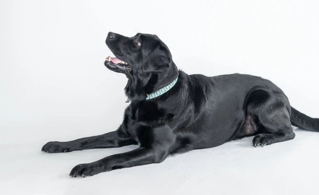 Feelgood manager and black Labrador Sansa is lying on the floor.