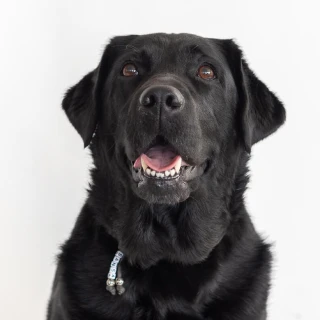 Portrait of office dog Sansa