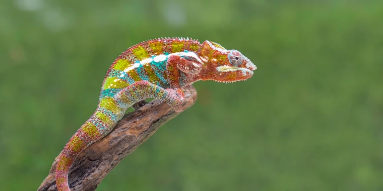 Colorful chameleon on a branch in front of a green background.